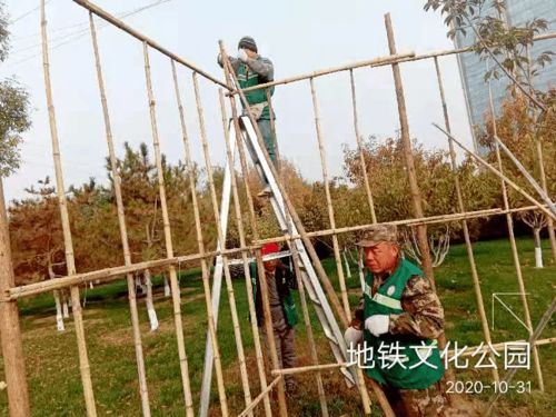 绿化养护靓风景 树木涂白换新装 园林中心全面开展冬季绿化养护防寒工作