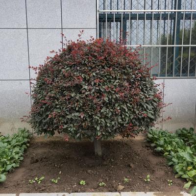 园林绿化 施工养护设计苗木果树草坪别墅草坪树墙绿篱