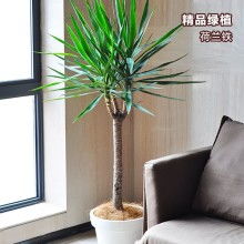 产品图217