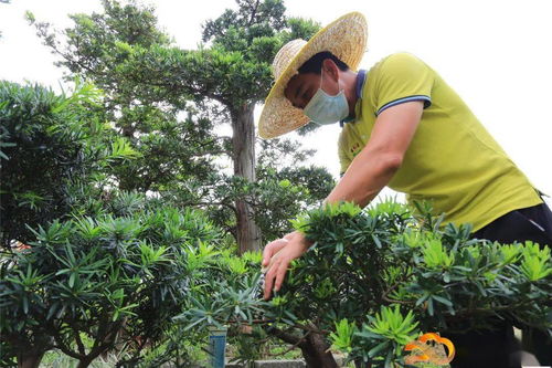 罗汉松销售遇冷 园林绿化工程带旺销售