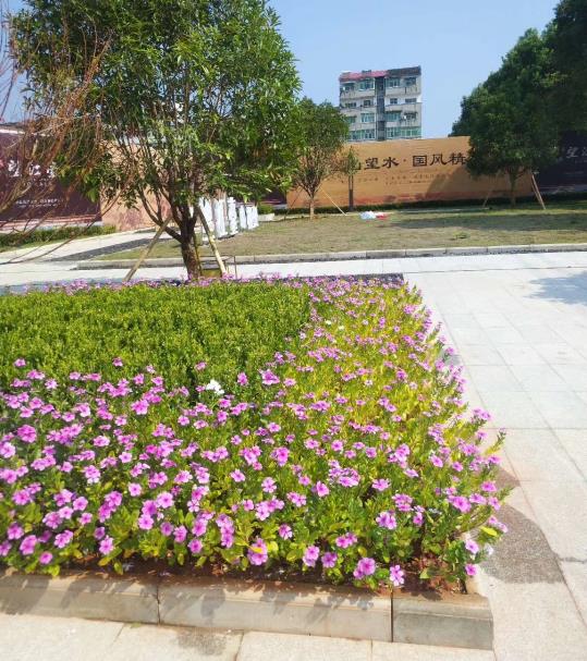 景致绿化养护怎么收费 图 道路绿化养护 安义绿化养护