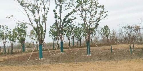2019年度江苏省十大优秀园林绿化工程公司 苗圃 评选