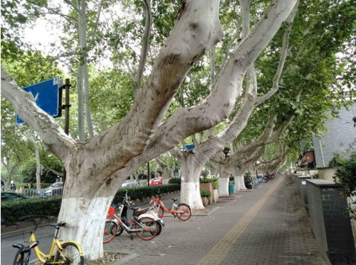 万绿生态少球无球法桐,迈出科学绿化新步伐