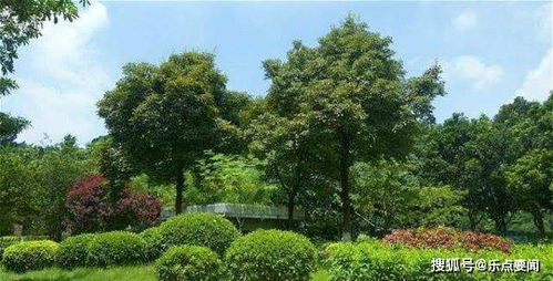 国外怎么将树打包送出呢 原来卖家有神器 树木缠绕打包机
