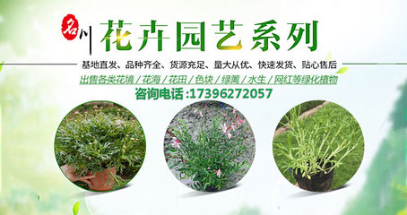 园林绿化工程施工-树木花卉批发-花境植物报价-名川园艺场_