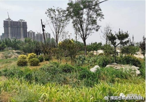 河北大名一千余万景观绿化工程先施工后招标