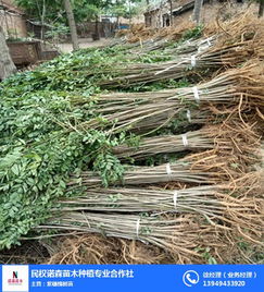 紫穗槐苗木基地 诺森苗木值得信赖 地径0.5紫穗槐苗木基地
