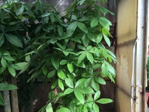 图 深圳办公室绿植租赁 园林绿化施工养护绿萝 深圳鲜花绿植