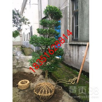【苏州市梅花树、私家庭院别墅绿化工程、别墅绿化苗木、景观设计绿化施工】-