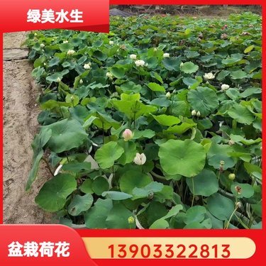 荷花多少钱一条