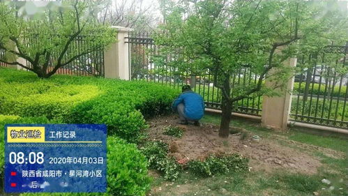 亮点 物业园林绿化整改提升小区环境品质