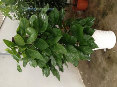 苏州工业园区新昌绿化工程_世界工厂网全球企业库