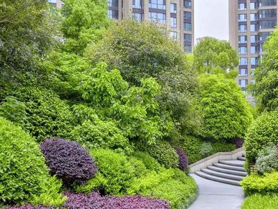 景乔养护特辑 | 城市森林的建造者