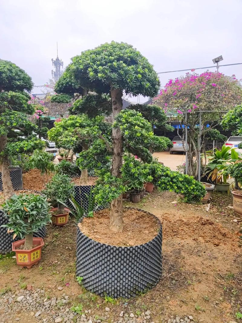 马上4月了,3月份施工现场#园林绿化工程 #现场实拍 #花卉