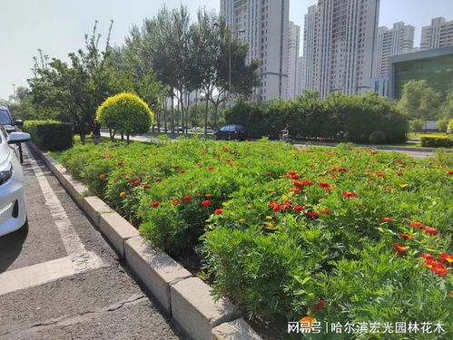 种植花卉 美化环境 我为新区添份美