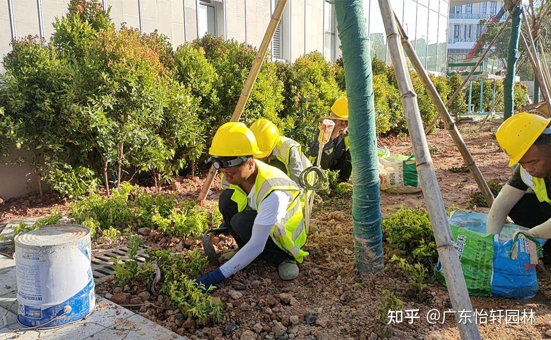园林绿化工程施工过程中植物的种植规范