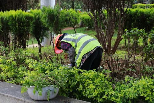 微更新 注入 大活力 ,园林绿化焕发城市新风貌
