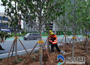 福山区多处绿化提升工程进入施工阶段