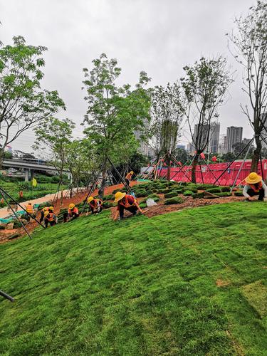 【国艺园林】大沙河生态长廊景观项目绿化工程ii标