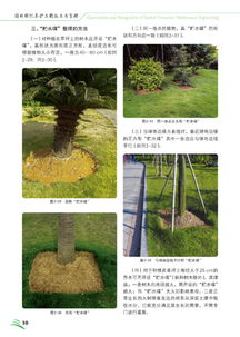 园林绿化养护工程施工与管理