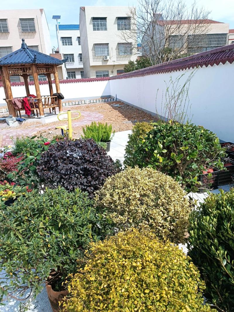 单位绿化施工现场#园林景观 #景观工程