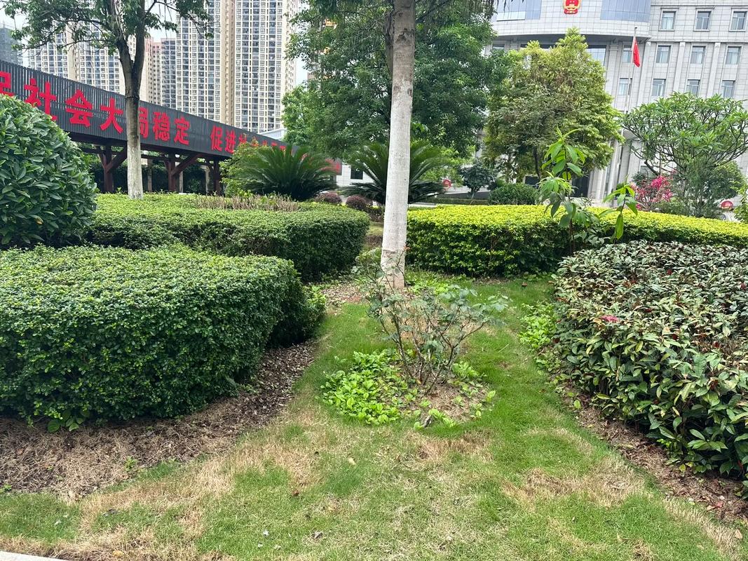 园林养护施工中#苗木种植基地 #园林绿化工程苗木人