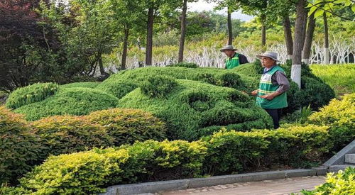 泰安市园林绿化管理服务中心节日坚守岗位，扮靓城市环境