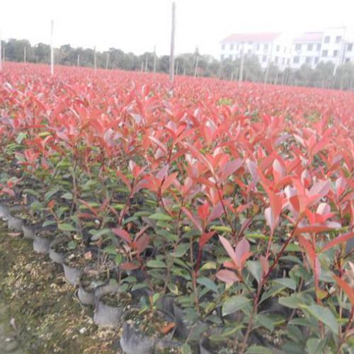 重庆40公分高金森女贞价格解析及杭州巨宇园林绿化工程与土石方施工服务