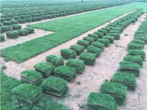 种子在园林绿化工程施工中的应用与策略