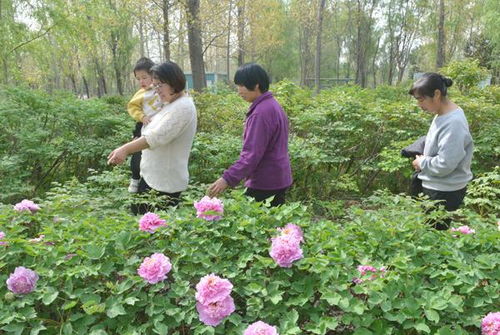 走，看牡丹去——河南北方园林300亩数百种牡丹盛放